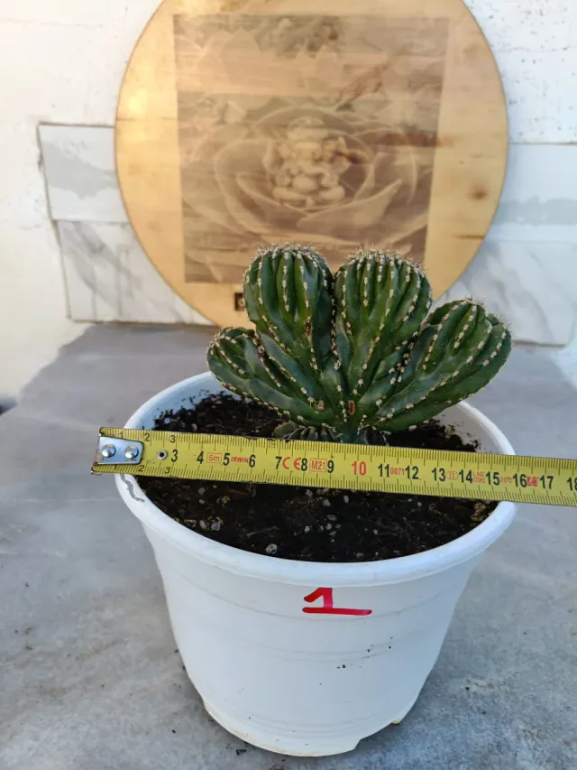 Marginatocereus Marginatus cristata #1