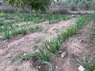 Calçots ecológicos 