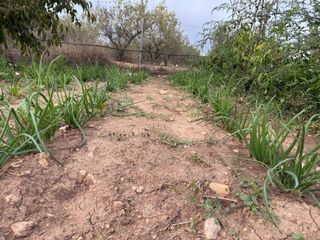 Calçots ecológicos 