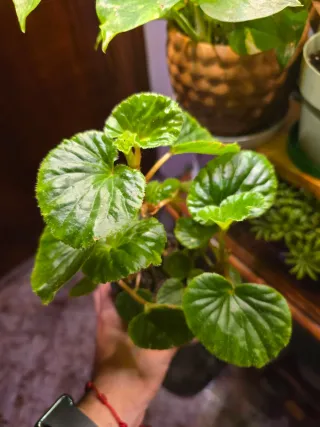 Begonia en maceta