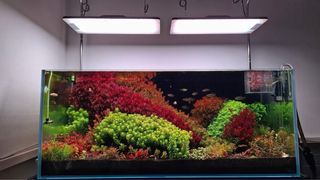 Lote de 15 plantas de acuario VARIADO INICIACION