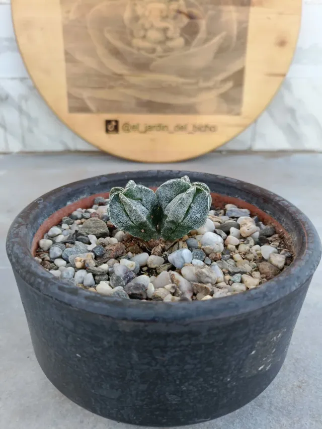 Astrophytum Myriostigma 2 cabezas