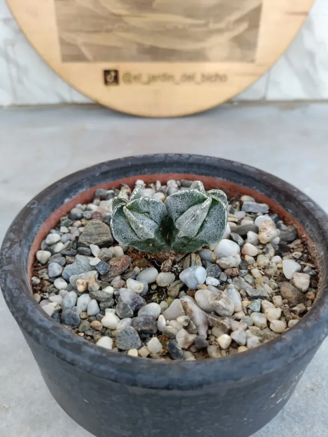 Astrophytum Myriostigma 2 cabezas
