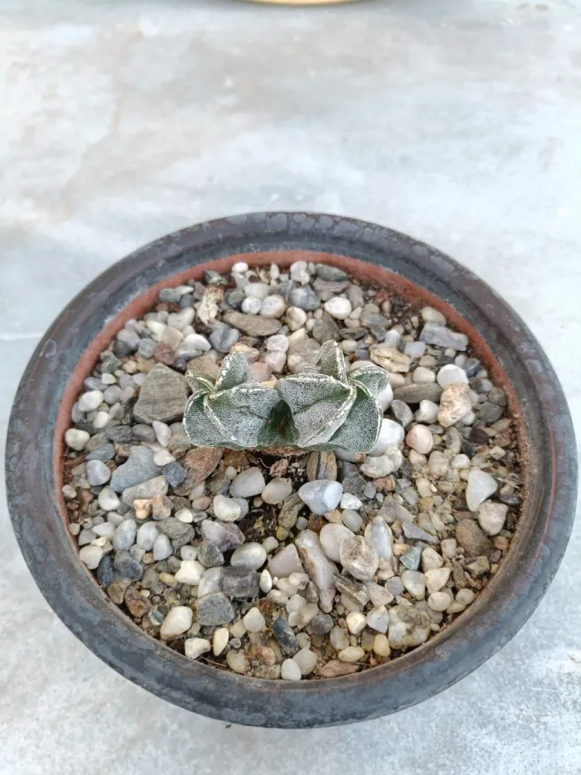 Astrophytum Myriostigma 2 cabezas