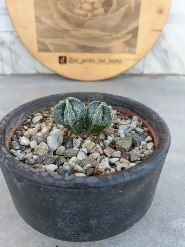 Astrophytum Myriostigma 2 cabezas