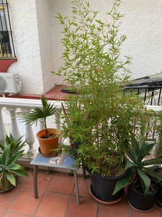 Bambú grande para exterior