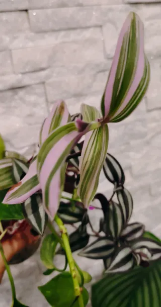 Mix Piante da interno