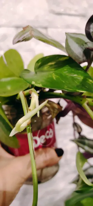 Mix Piante da interno