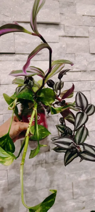 Mix Piante da interno