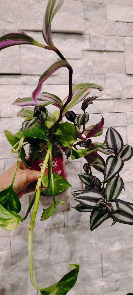 Mix Piante da interno