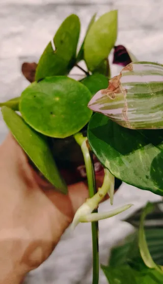 Mix Piante da interno