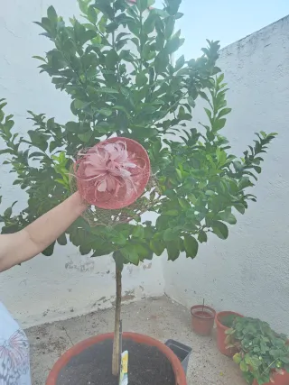 Tocado de fiesta rosa y marrón