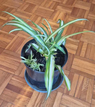 Pianta ragno Falangio Chlorophytum da interno