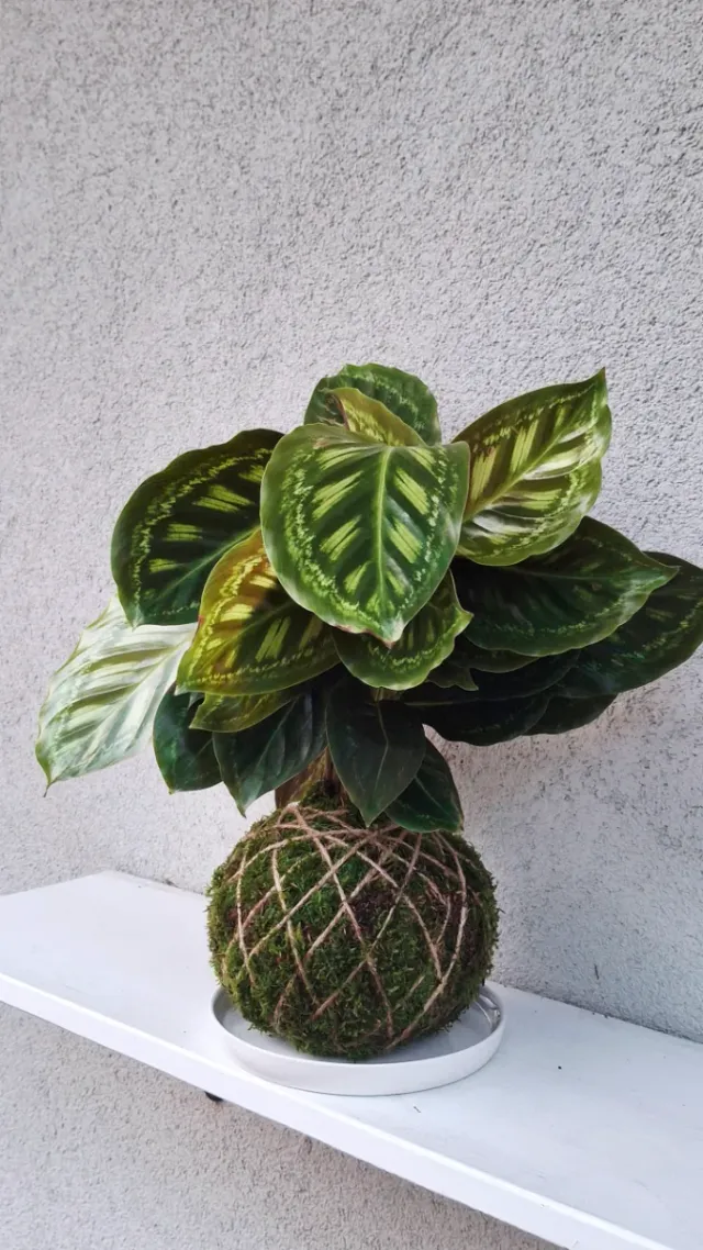 Kokedama Calathea Flamestar