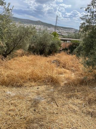 se realiza trabajos de jardinería, limpieza 