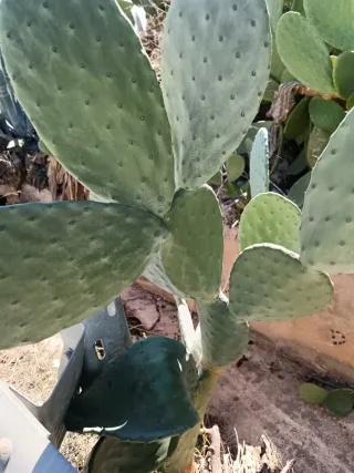 Pala Fico d'India 2 pezzi