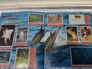 Álbum de cromos, ANIMALES SALVAJES. COMPLETO. PANINI. con poster