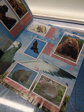 Álbum de cromos, ANIMALES SALVAJES. COMPLETO. PANINI. con poster