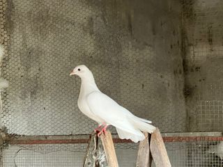 PALOMAS BLANCAS EN ALMERÍA - NO ENVÍO