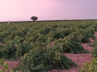 2 Parcelas Rústicas - Viñas