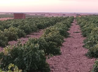 2 Parcelas Rústicas - Viñas