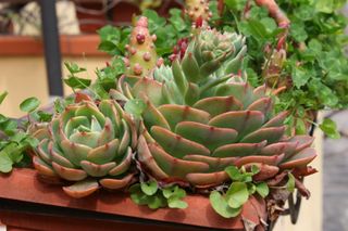 Canon EOS 20D Corpo Reflex Digitale