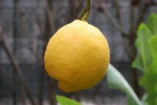 Canon EOS 20D Corpo Reflex Digitale