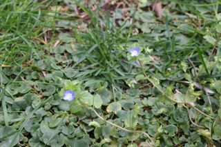 Canon EOS 20D Corpo Reflex Digitale