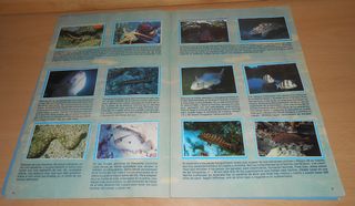 Álbum Mis Amigos Los Peces Tele Indiscreta