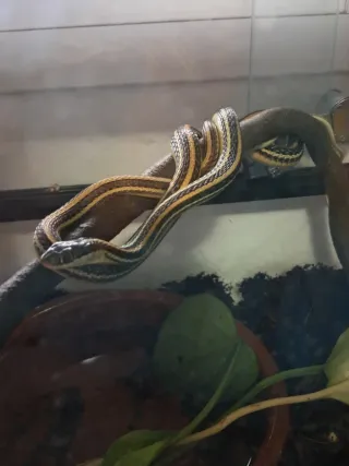 Serpiente Jarretera (come insectos) y terrario.