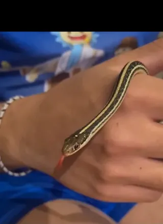 Serpiente Jarretera (come insectos) y terrario.