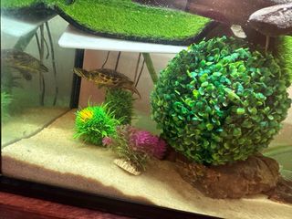 Acuario completo de cristal y madera