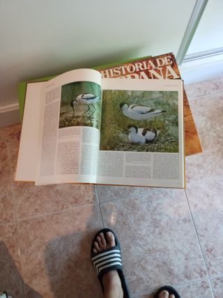 Libros de Aves e Historia de España