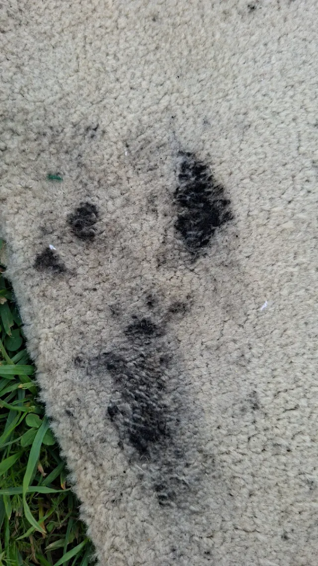 Alfombra Lana 360x302 cm