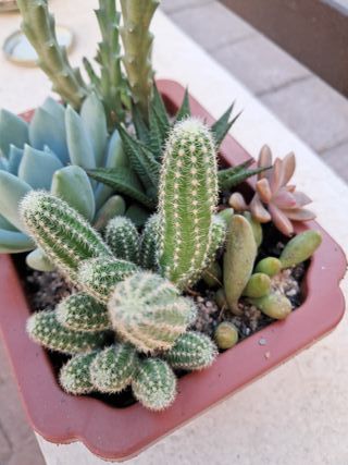 Suculentas y cactus variados en maceta