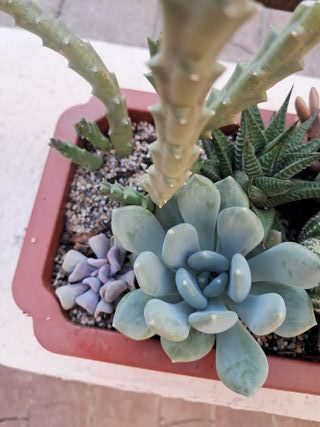 Suculentas y cactus variados en maceta