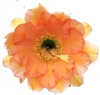 Cactus Trichocereus Hybrid 1382/21