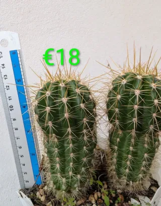 Cactus Trichocereus Hybrid 1382/21