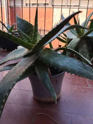 2 piante biologiche Aloe maculata in vasi