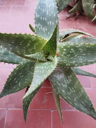2 piante biologiche Aloe maculata in vasi