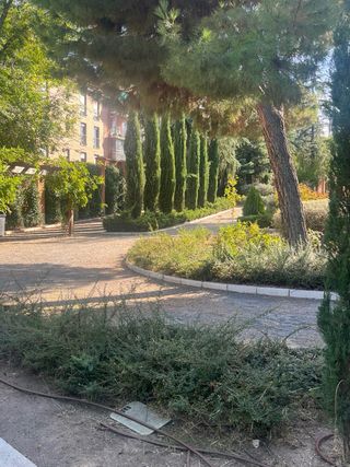Podas y talas de árboles y jardines y desbroce 
