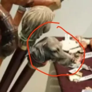 Bastones con perro precio unitario