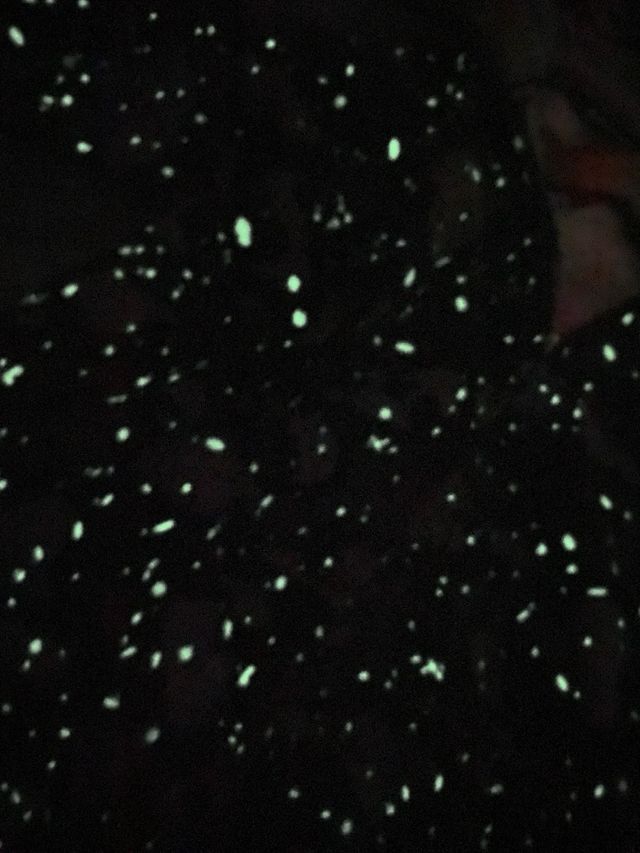 brilla en oscuridad Chaqueta A Bathing Ape (Bape)