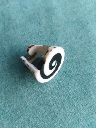Anillo concha natural espiral