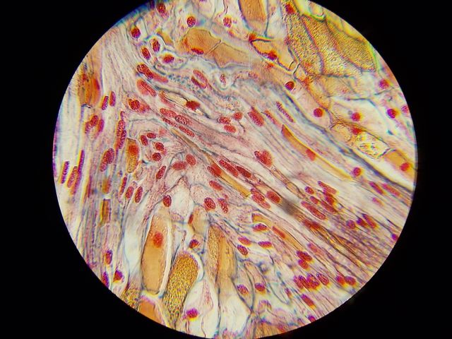 Microscopio Zeiss con objetivos plan-apo