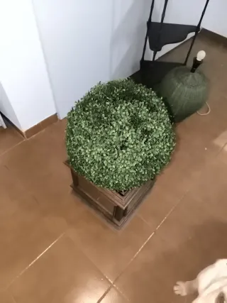 Planta decorativa bola con base madera