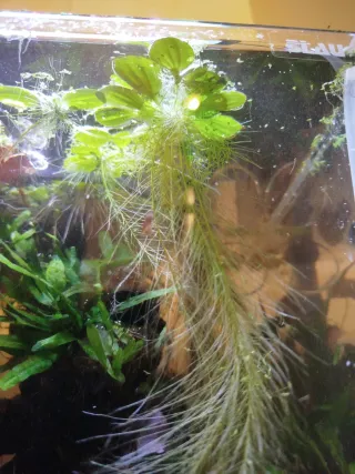 Pistia Dwarf planta flotante acuario