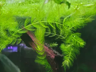 Cola de zorro. Planta de acuario