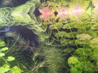 Cola de zorro. Planta de acuario