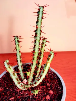 Planta.Euphorbia Aeruginosa.